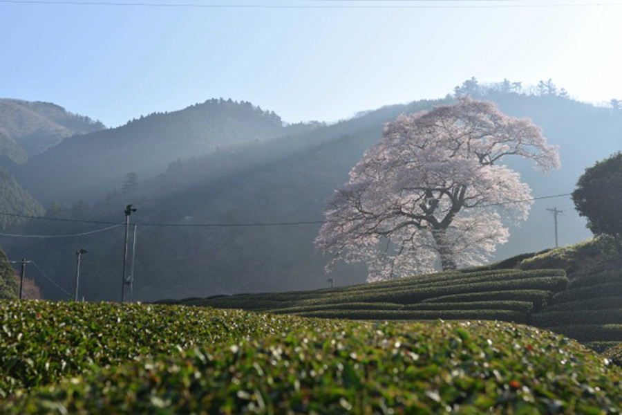 桜とお茶