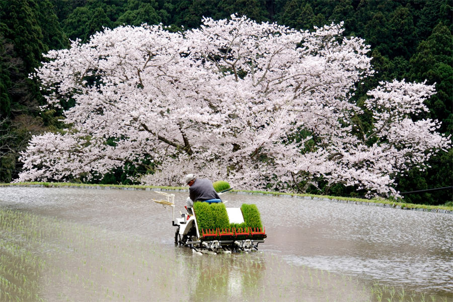 桜の下で