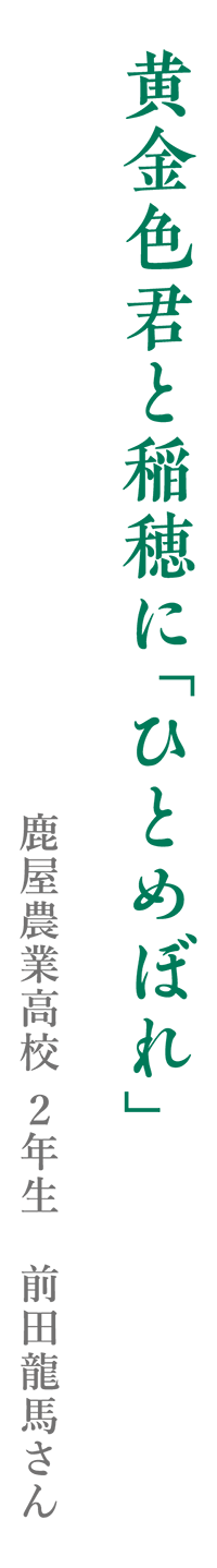 黄金色君と稲穂に「ひとめぼれ」