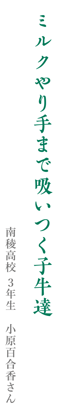 ミルクやり手まで吸いつく子牛達